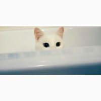 Гладкошерстного кота или кошечку с разным цветом глаз