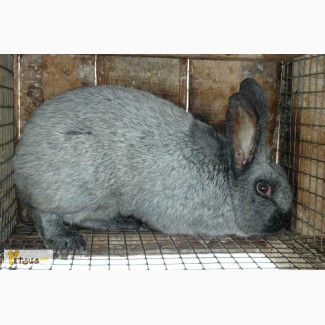Продам кроликов породы Полтавское серебро