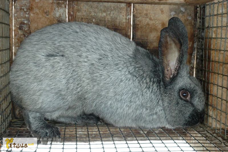 Продам кроликов породы Полтавское серебро