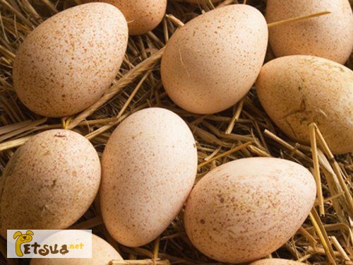 Продам інкубаційне качине яйце