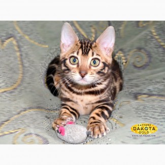 Бенгальская кошка: продажа - купить котенка бенгальской кошки в Украине