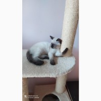 Продам сіамських котиків