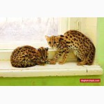 Питомник азиатской леопардовой кошки