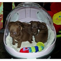 Предлагаются к продаже высокопородные щенки чихуахуа: мальчики и девочки