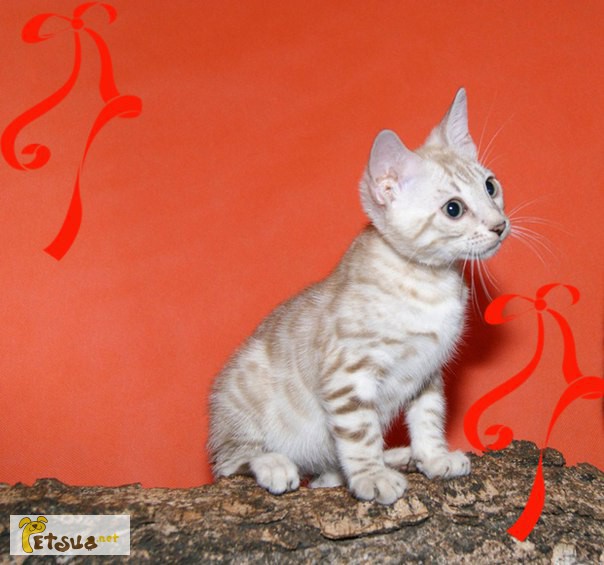 Фото 4. Кошечка редкого окраса минк на серебре