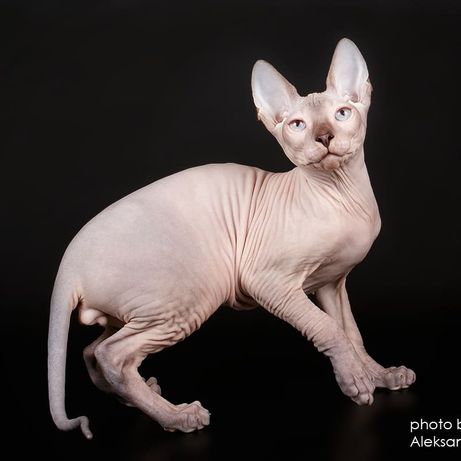 Фото 4. Котята донского сфинкса, голорожденные и флок