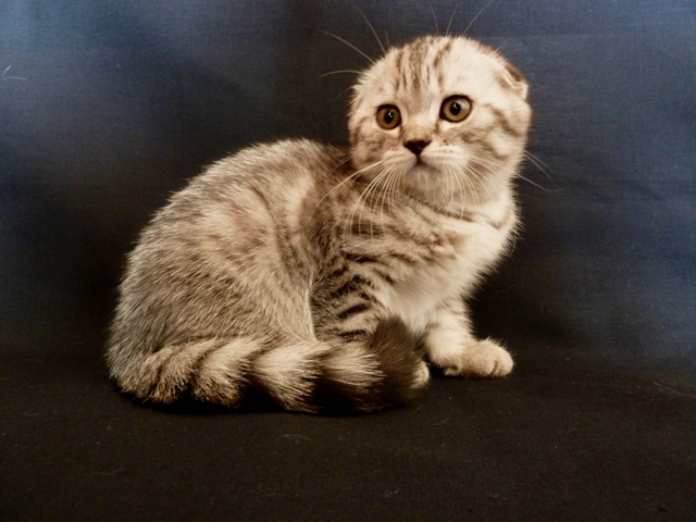 Фото 1/1. Продается очень красивый и нежный шотландский вислоухий котик вискасного окраса, котенок