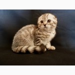 Продается очень красивый и нежный шотландский вислоухий котик вискасного окраса, котенок