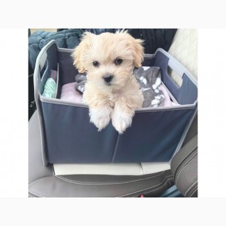 Домашні цуценята Sweet Maltipoo