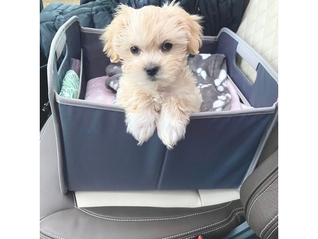 Фото 1/1. Домашні цуценята Sweet Maltipoo