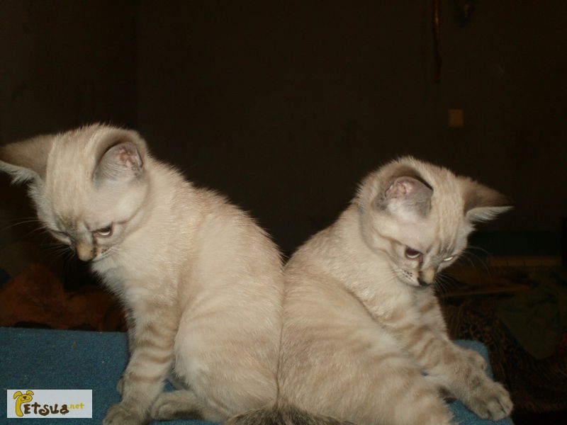 Балинезийские котята редкого голубого и лилового тебби-поинт окраса