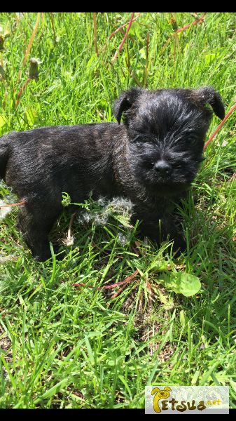 Prodam Kupit Shenki Kern Terera Cairn Terrier Kiev Petsua