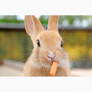 Комбикорм, корм для кроликов от 1, 5 месяцев ТМ «МаксимуМ»