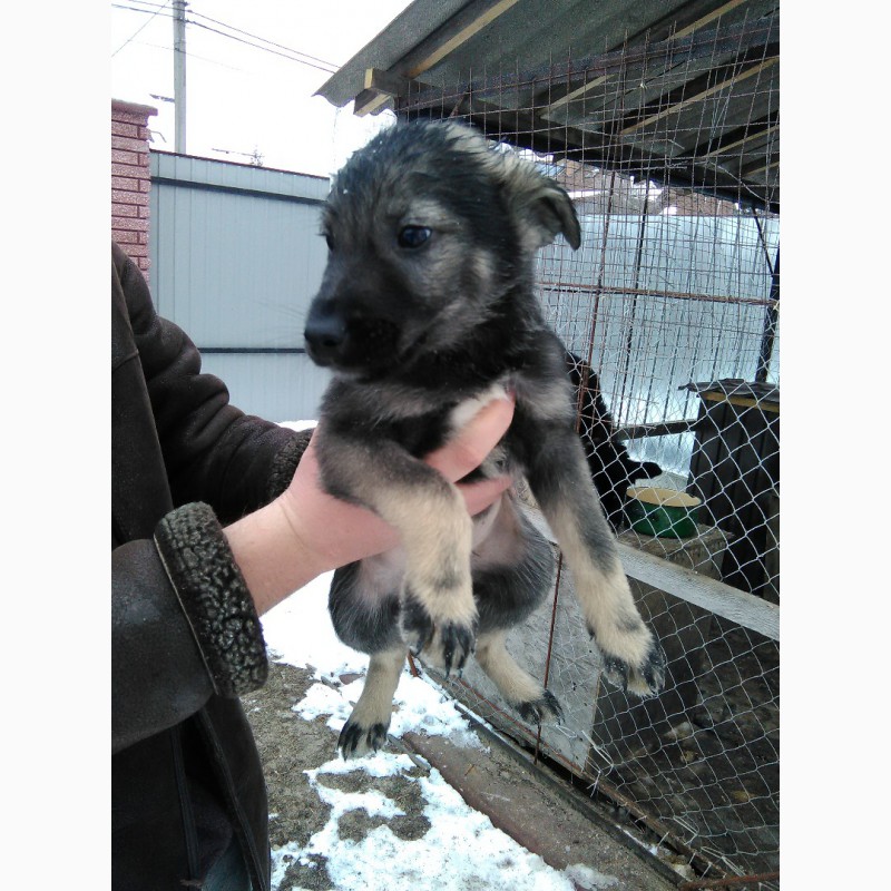 Фото 4. Отдам в добрые руки щенка дворняжки