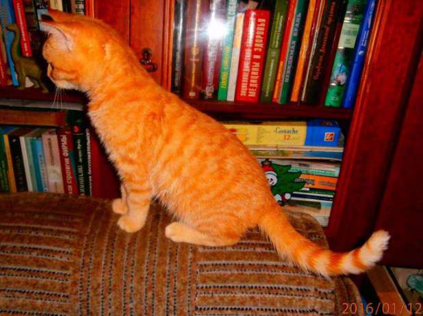Фото 3/4. Кошка скоттиш-страйт красная пятнистая биколорная. Котята