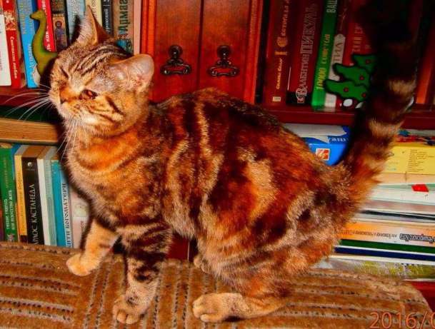 Фото 4. Кошка скоттиш-страйт красная пятнистая биколорная. Котята