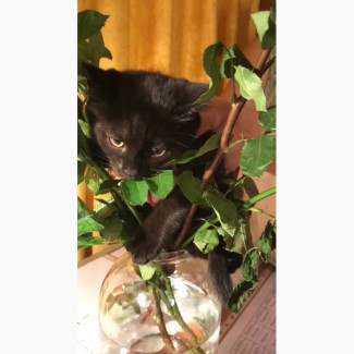 Очень красивый черный котенок от породистой кошки
