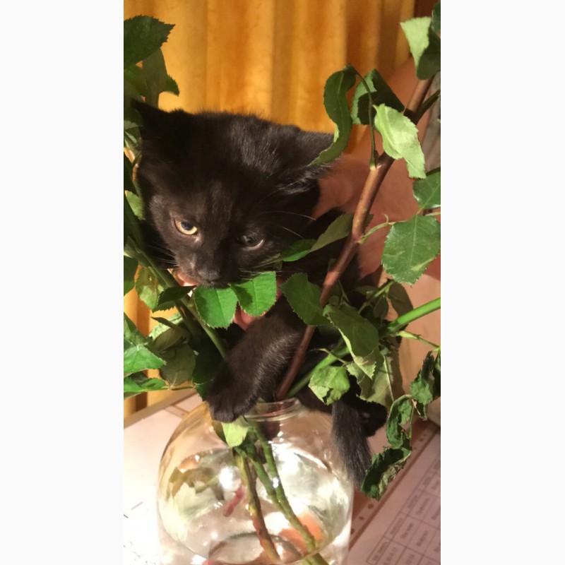 Фото 1/5. Очень красивый черный котенок от породистой кошки