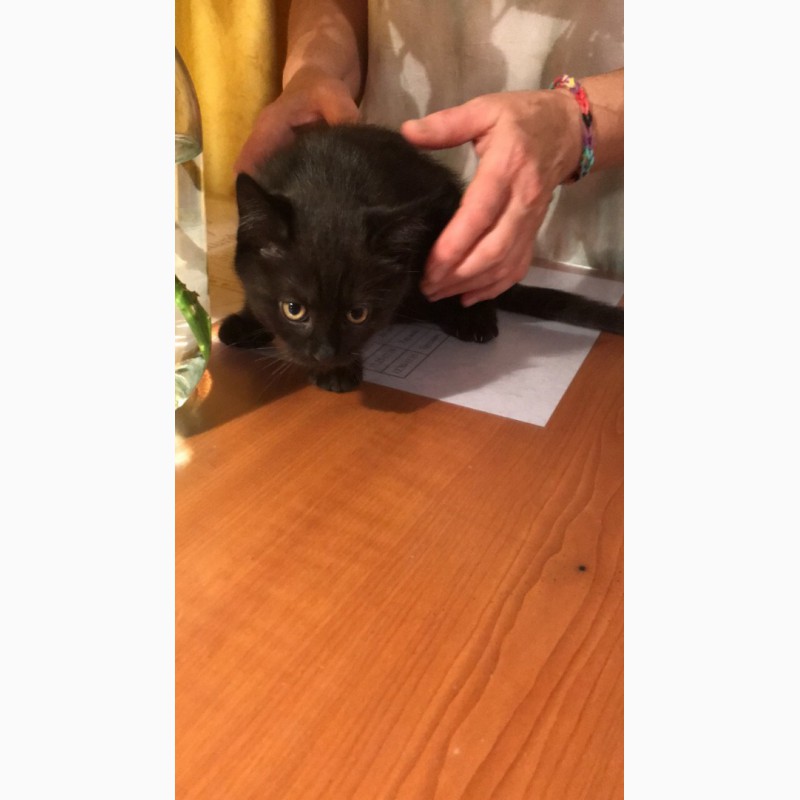 Фото 2/5. Очень красивый черный котенок от породистой кошки