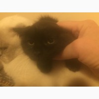 Очень красивый черный котенок от породистой кошки