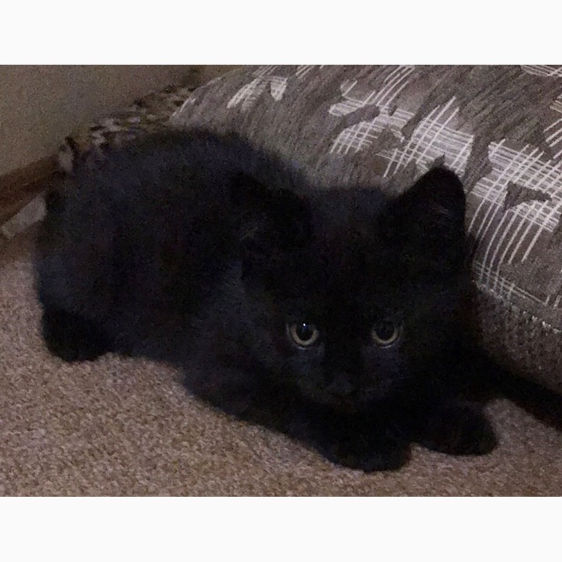 Фото 5. Очень красивый черный котенок от породистой кошки