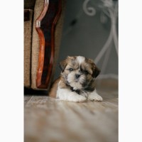 Купить щенка ши тцу в Киеве