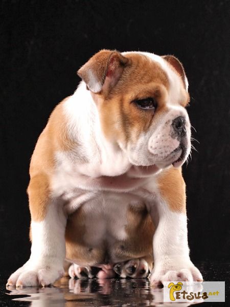 Продам щенка Английского бульдога в Днепропетровске