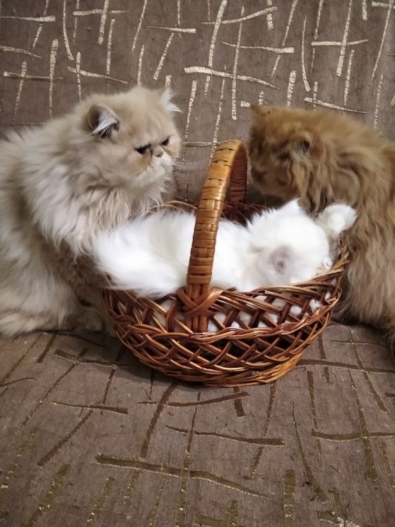 Фото 10. Продам персидских котят