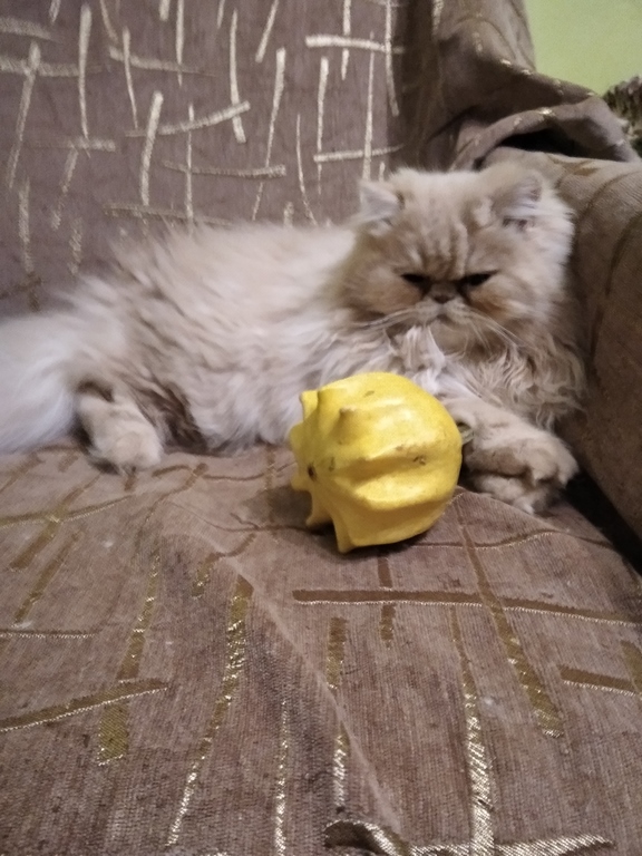 Фото 4. Продам персидских котят