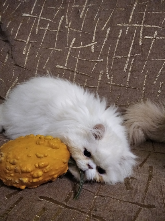 Фото 5. Продам персидских котят