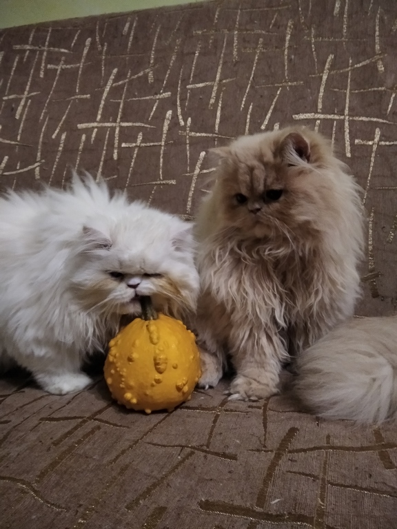 Фото 6. Продам персидских котят