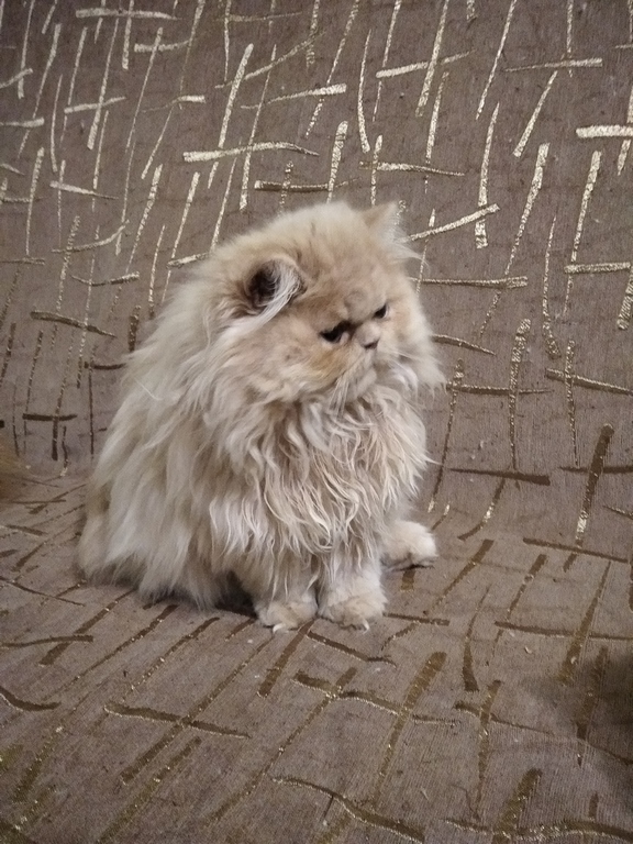 Фото 8. Продам персидских котят
