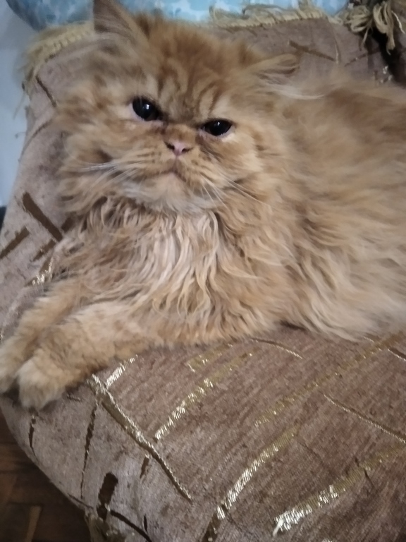 Фото 9. Продам персидских котят