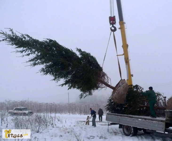 Машина для выкапывания деревьев с комом земли