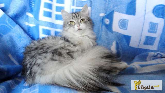Фото 1/1. Серебристая шиншилла изумительный окрас кошки. Отдам подарю