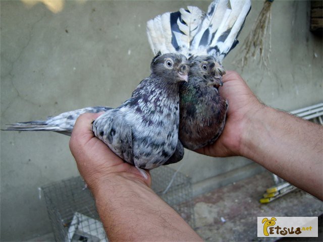Продам голубей Вертунов