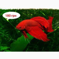 Сиамские Бойцовские рыбки – Петушки (Betta splendens). Доставка до любого метро в Киеве