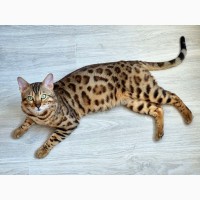 Вязка бенгальский кот