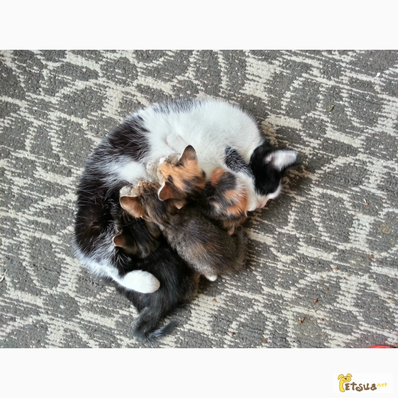 Фото 3. Котята ищут добрую семью