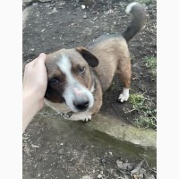 Потерялась собака, Киев, Дорогожичи