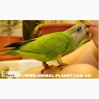 Сенегальский попугай – некрикливый, всегда вызывает восторг