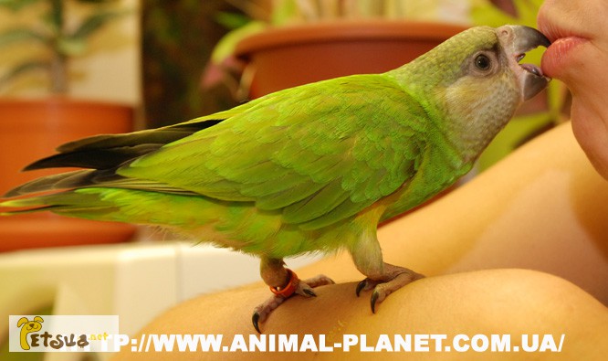 Сенегальский попугай – некрикливый, всегда вызывает восторг