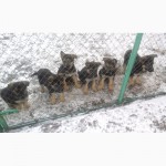 Продам щенков немецкой овчарки