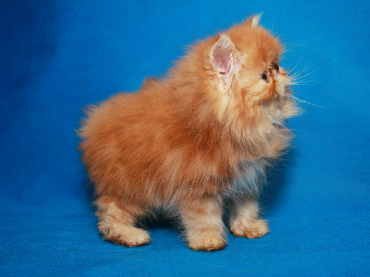 Фото 2. Харизматичный перс, котенок-мальчик