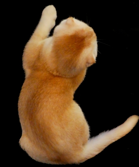 Фото 3/3. Рыжий тикированный шотландский вислоухий котенок по кличке Оскар, окрас ds 25