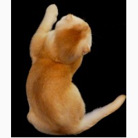 Рыжий тикированный шотландский вислоухий котенок по кличке Оскар, окрас ds 25