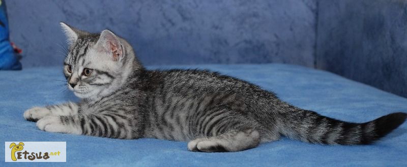 Фото 1/1. Британские котята окраса вискас (черное пятно на серебре)