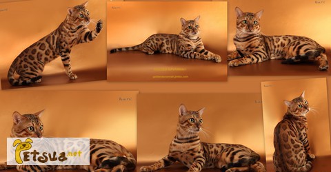 Фото 1/1. Вязка. Шикарный бенгальский кот из США