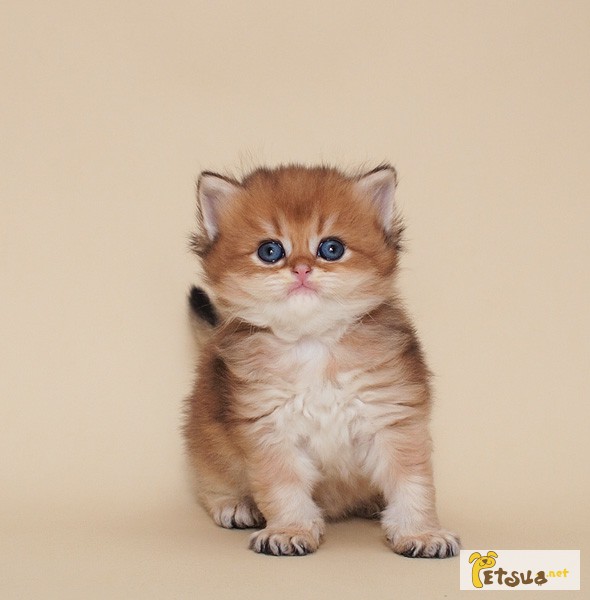 Фото 3. Британские золотистые котята (ny25, ny11)