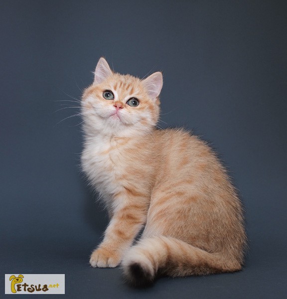 Фото 6. Британские золотистые котята (ny25, ny11)